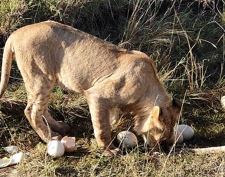 løvesafari afrika africa tours