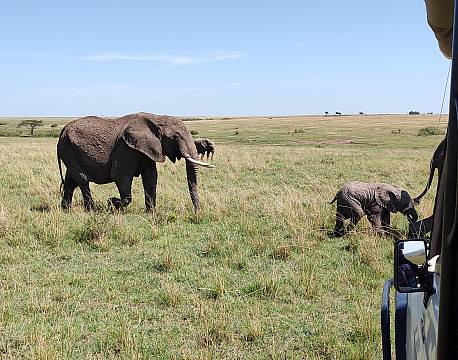 safari elefantpar tæt på africa tours