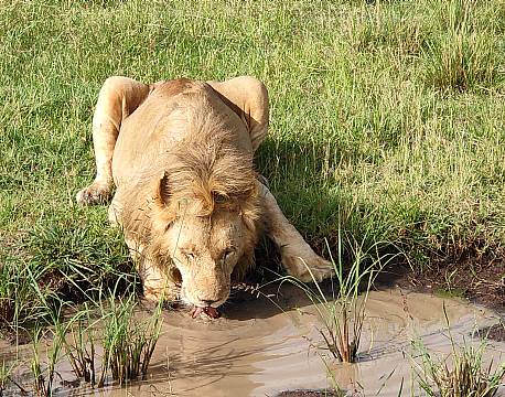 drikkende løve på savannen africa tours