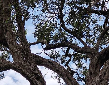 leopard i træ safari africa tours