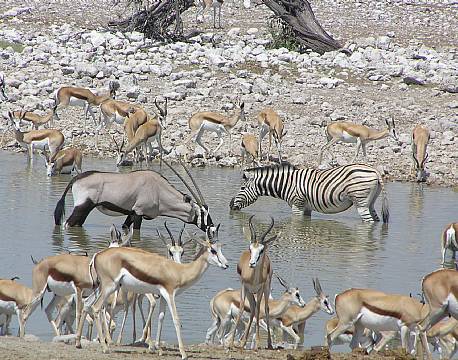 Nambia, Estoha National Park