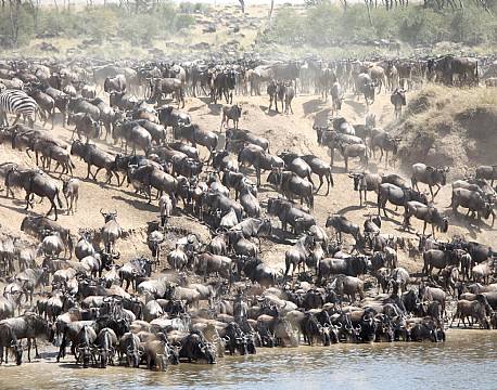 Kenya, den store gnuvandring, Masai Mara
