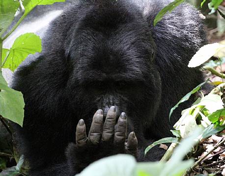 Uganda, Bwindi National Park