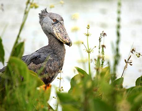 Uganda, Murchison Falls