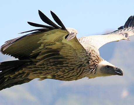 Drakensbjergene sydafrika africa tours