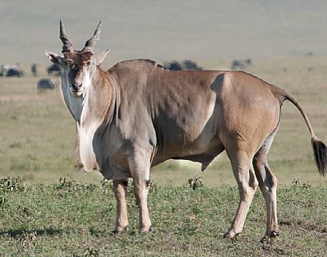 Drakensbjergene sydafrika africa tours