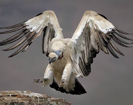 Drakensbjergene sydafrika africa tours