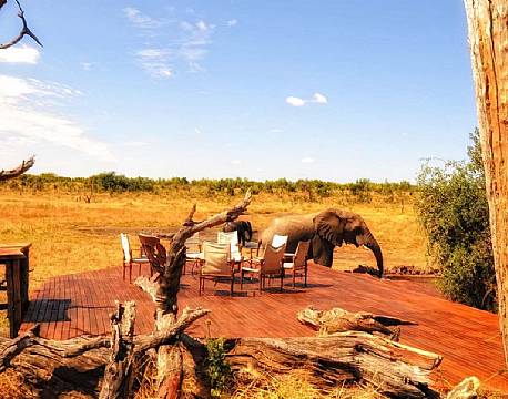 Indkvartering Somalisa Safari Camp Hwange zimbabwe 11 africa tours
