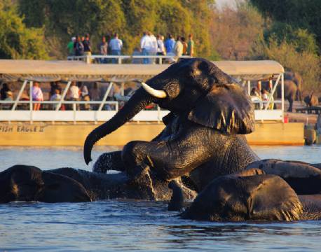 Chobe Safari Lodge Botswana 12 africa tours