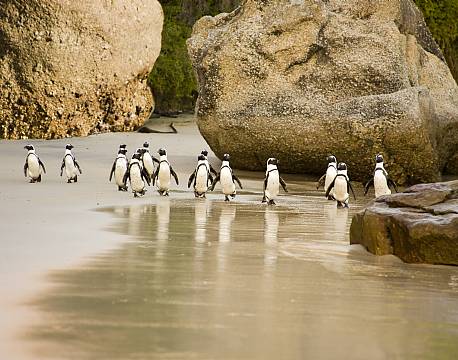 Cape Point/Kap halvøen sydafrika africa tours