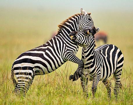 To unge hanner slås 