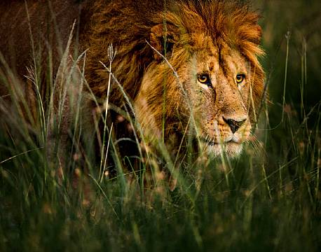 En hanløve sniger sig gennem græsset