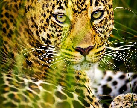 Vi var så heldige at få knap 3 timer sammen med en smuk hun leopard