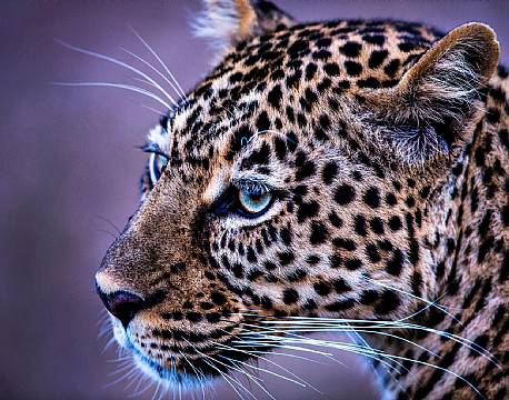 Leopard portræt i de sene aftentimer