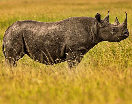 Et sjældent sort næsehorn 