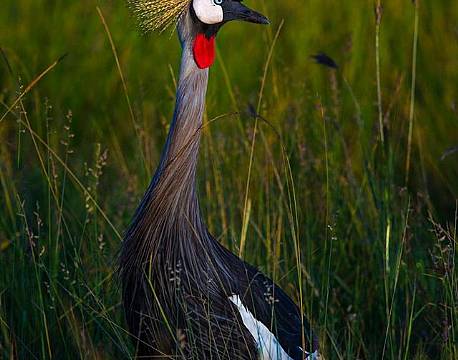 En krontrane i det tidlige morgenlys