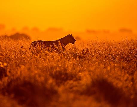 En hunløve fotograferet i det tidlige morgenlys