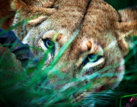 En hunløve spiser en Impala som den netop har stjålet fra en leopard