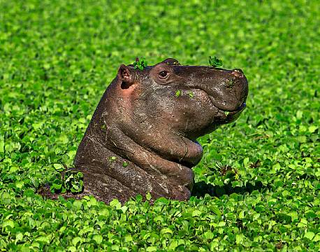En flodheste unge bader imellem åkanderne