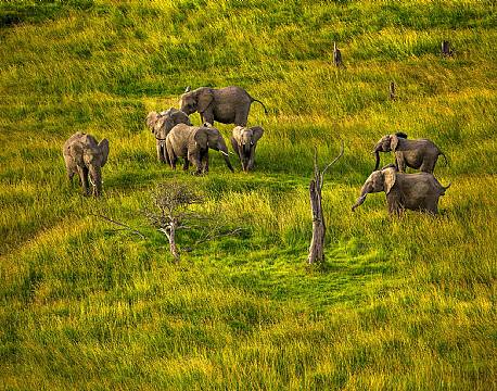 Elefanter set fra luften