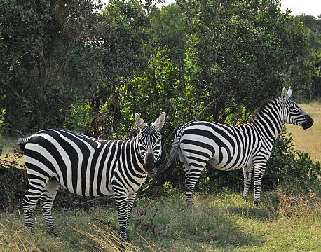 Sweetwaters kenya africa tours