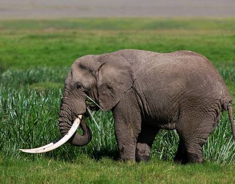 Ngorongoro krateret Tanzania africa tours