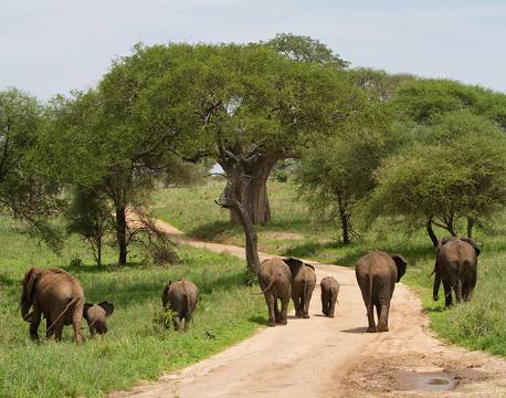 Elefanter vandrer på vejen i Tarangire, Tanzania africa tours