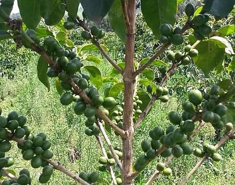 Kaffebusk med umodne kaffebønner