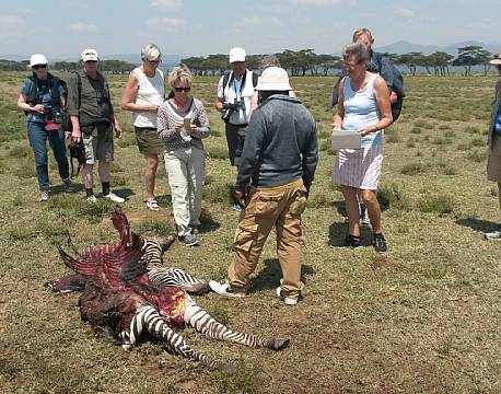 Et usædvanligt syn på Crescent Island. En zebra nedlagt af en hyæne