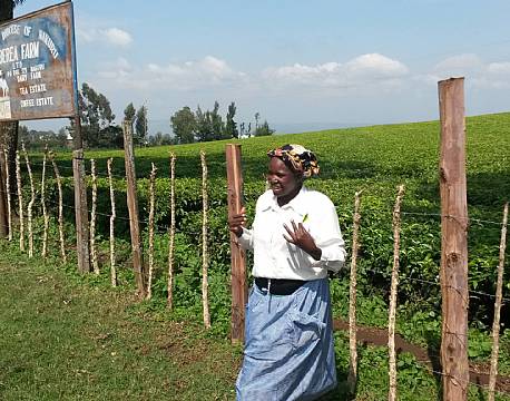 Vi får fortalt hvordan te og kaffe dyrkes