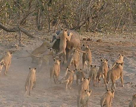 savute botswana africa tours