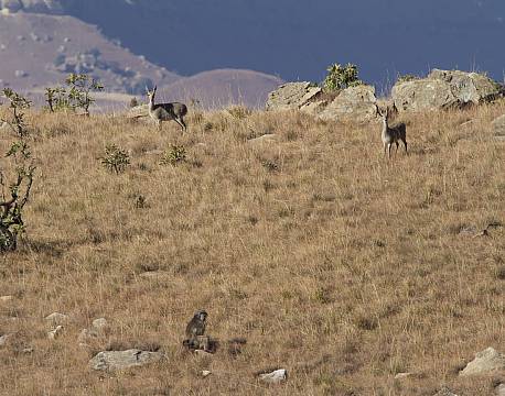 Bushbucks og bavianer