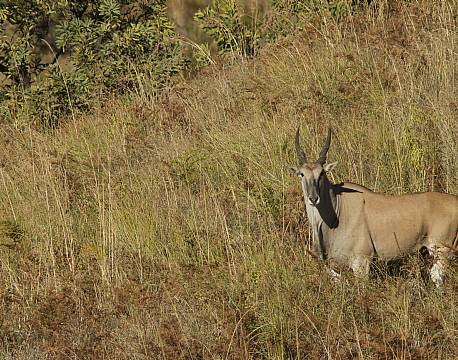 Den største antilope af dem alle - Elanden
