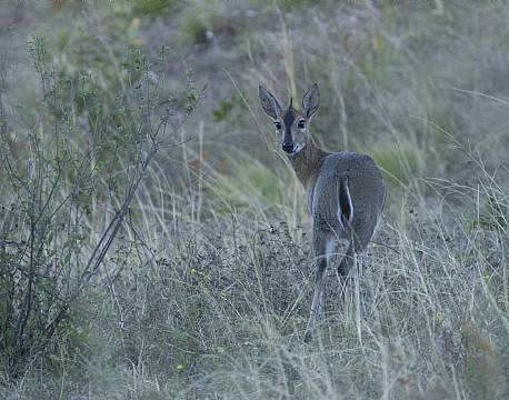 Greydyker antilope