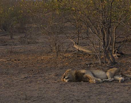 Hanløven tager sig et hvil 