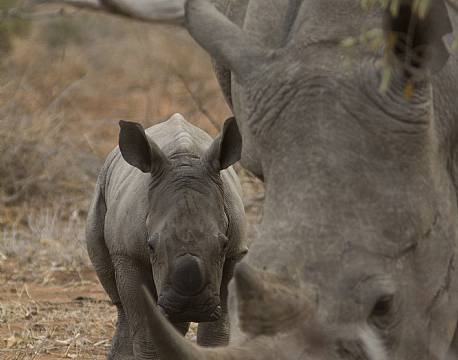 Næsehornshalv og dens mor