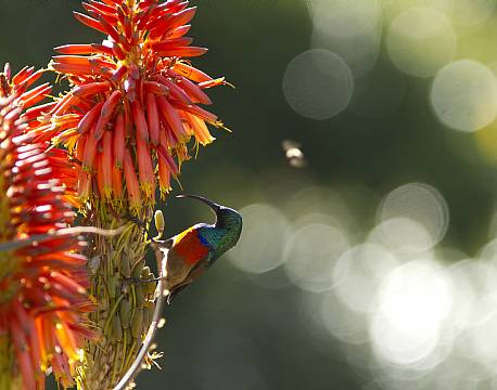 Den smukke sunbird