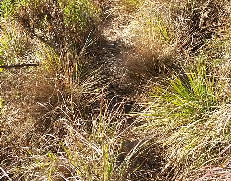 Et stykke af vandrestien