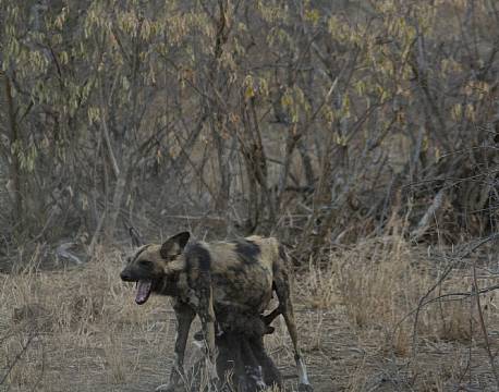 Vildhund med sine ca. 3 uger gamle unger