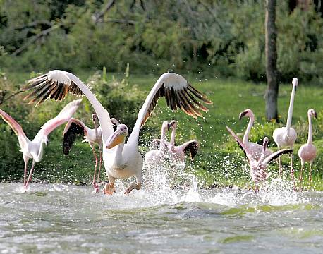 Lake Naivasha kenya africa tours