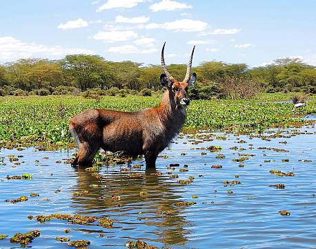 Lake Naivasha kenya africa tours