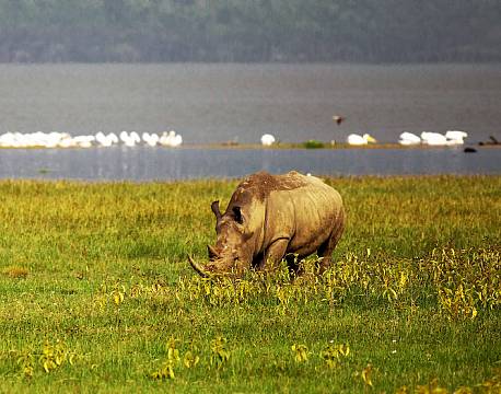 Lake Nakuru kenya africa tours