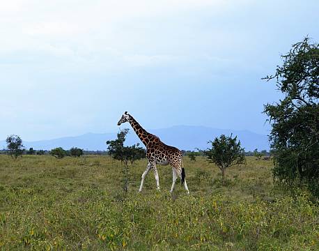 Lake Nakuru kenya africa tours