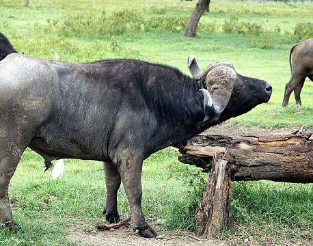 Lake Nakuru kenya africa tours