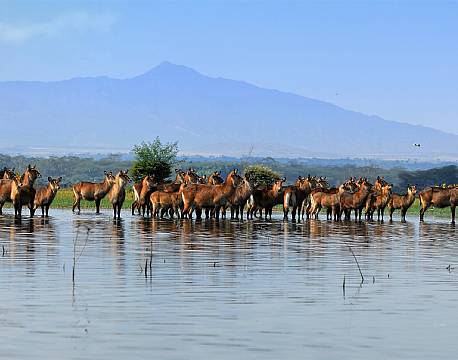 Lake Naivasha kenya africa tours