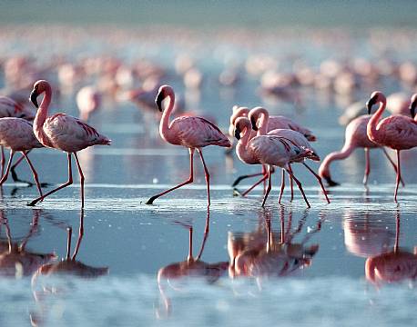 Lake Nakuru kenya africa tours