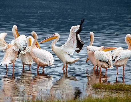 Lake Nakuru kenya africa tours