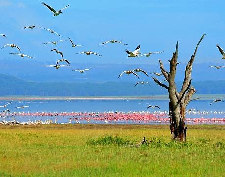 Lake Nakuru kenya africa tours