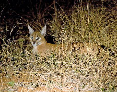Balule Nature Reserve sydafrika africa tours