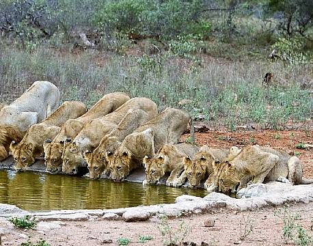 Balule Nature Reserve sydafrika africa tours